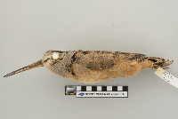 Scolopax minor image