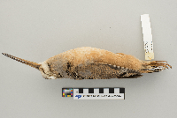 Scolopax minor image