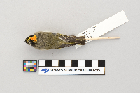 Regulus satrapa image