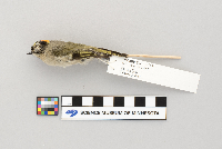 Regulus satrapa image