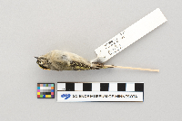 Regulus satrapa image