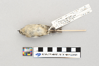 Regulus satrapa image