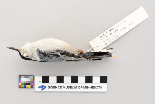 Sitta carolinensis image