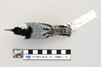 Sitta carolinensis image