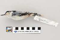 Sitta carolinensis image