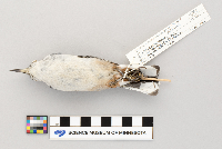 Sitta carolinensis image