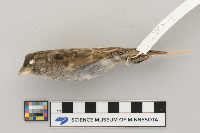 Passer domesticus image