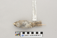 Passer domesticus image