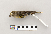 Loxia curvirostra image