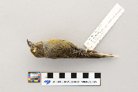 Loxia curvirostra image