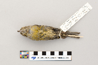 Loxia curvirostra image