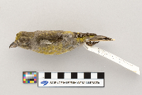 Loxia curvirostra image