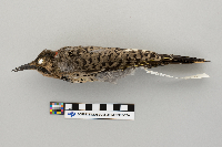 Colaptes auratus image