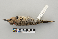 Colaptes auratus image