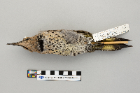 Colaptes auratus image