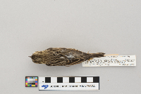 Passerculus sandwichensis image