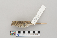 Passerculus sandwichensis image