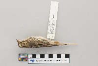 Passerculus sandwichensis image