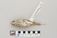 Passerculus sandwichensis image