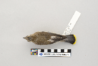 thumbnail image of current specimen