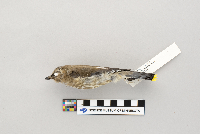 thumbnail image of current specimen