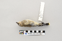 thumbnail image of current specimen