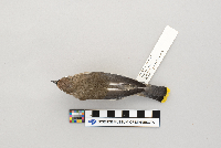 Bombycilla cedrorum image