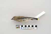 Bombycilla cedrorum image