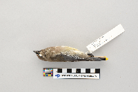 Bombycilla cedrorum image