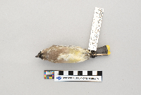 Bombycilla cedrorum image