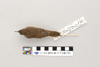 Troglodytes aedon image