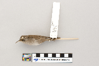 Troglodytes aedon image