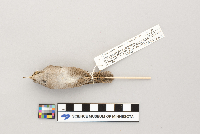 Troglodytes aedon image