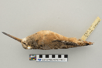 Scolopax minor image