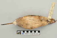 Scolopax minor image