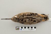 Scolopax minor image