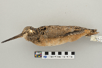 Scolopax minor image