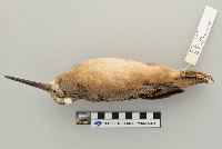 Scolopax minor image