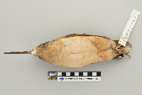 Scolopax minor image