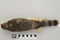 Accipiter striatus image