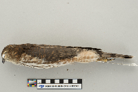 Accipiter striatus image