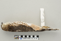 Accipiter striatus image