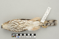 Accipiter striatus image