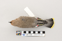 Bombycilla garrulus image