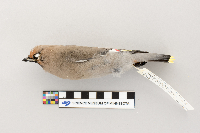 Bombycilla garrulus image