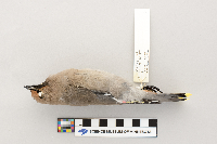 Bombycilla garrulus image