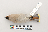 Bombycilla garrulus image