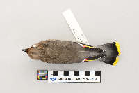 Bombycilla garrulus image