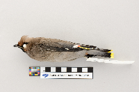 Bombycilla garrulus image