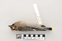 Bombycilla garrulus image